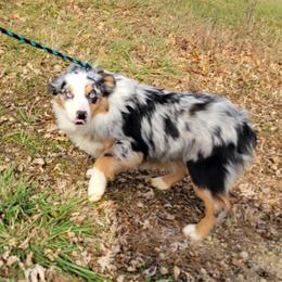 Shoey - Australian Shepherd