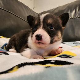 American Corgi and Pembroke Welsh Corgi Puppies from San Diego Corgis