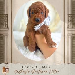 Bennett - Red  male Goldendoodle puppy in Norcross, Georgia from Teddy Puppies