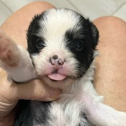 Jack - Black and white Chinese Crested puppy in Venice, Florida from Crowned Chinese Cresteds