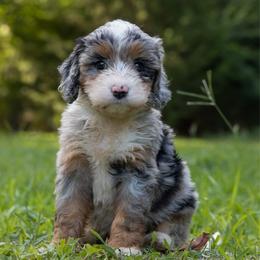Cloud Jumper - Blue merle female Aussiedoodle puppy in Mountain Home, Arkansas from Amos and Oak Doodles