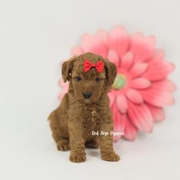 Red Collar Female - Red  female Poodle puppy in Republic, Missouri from Red Skye Puppies