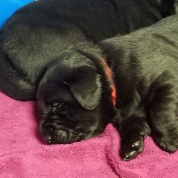 Labrador Retriever puppies from Wag More English Labradors