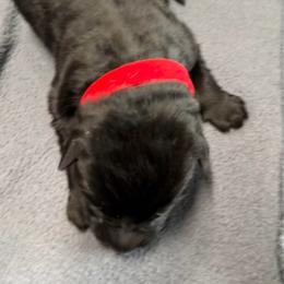 Girl 3- red - Black female German Shepherd puppy in Sharon Grove, Kentucky from Julie’s Shepherds