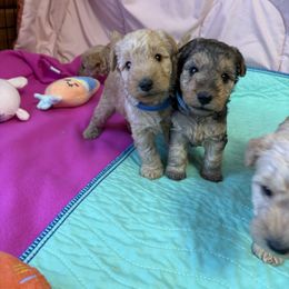 Airedale Terrier, Lakeland Terrier, and Norfolk Terrier Puppies from Hi-Kel Terrydale Lakeland Terriers and Terrydale HK Airedales & Norfolk Terriers