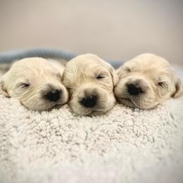 Mr. Shark - Light golden male Golden Retriever puppy in Midlothian, Texas from Brightest Days