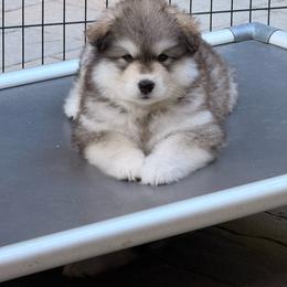 Legs - Seal and white female Alaskan Malamute puppy in Orinda, California from Jennifer Corr's Onak Alaskan Malamutes