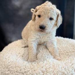 Muzick - Cream female Goldendoodle puppy in Houston, Texas from Were The Mack'Doodles