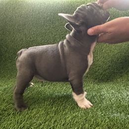 French Bulldog Puppies from High Tide Frenchies