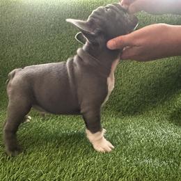 French Bulldog Puppies from High Tide Frenchies