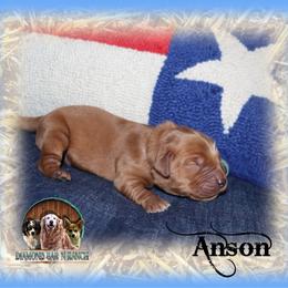 Anson - Dark golden male Golden Retriever puppy in Anson, Texas from Diamond Bar N Ranch
