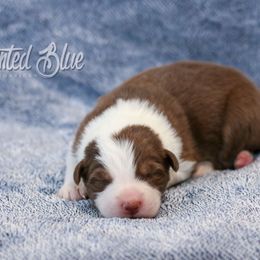 Australian Shepherd, Miniature American Shepherd, Miniature Australian Shepherd, and Toy Australian Shepherd Puppies from Painted Blue Aussies