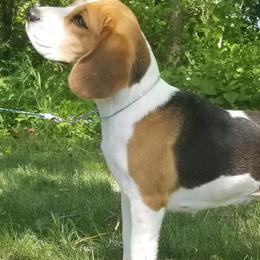 Beagles from Dakota Moon Kennels