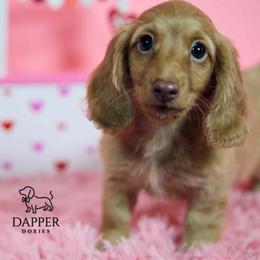 Dapper's Calculated Impact - Havoc - Cream female Dachshund puppy in Zephyrhills, Florida from Dapper Doxies