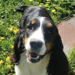 English Springer Spaniels from Little Flower Springer Spaniels