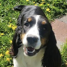 English Springer Spaniels from Little Flower Springer Spaniels