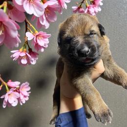 Marion - Sable female German Shepherd puppy in Oakland, Oregon from VHM German Shepherds