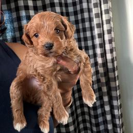Sir Milo - Apricot male Maltipoo puppy in Southern,, California from Maltipoo Tiny Pups & More