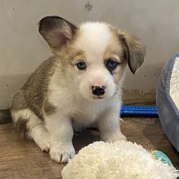 Hoss - Sable merle and white male American Corgi puppy in Brandon, Florida from Swell Corgis
