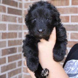 Blue Collar - Black male German Shepherd puppy in Mount Vernon, Missouri from German Haus German Shepherds LLC