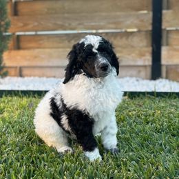 Louis - Parti male Poodle puppy in Hutto, Texas from Scarlett Rose Ranch Poodles