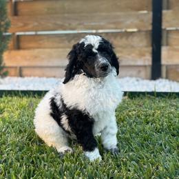 Louis - Parti male Poodle puppy in Hutto, Texas from Scarlett Rose Ranch Poodles