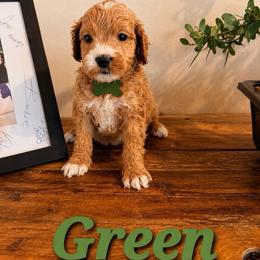 Green boy - Buff male Cockapoo puppy in Covington, Louisiana from MyKy Puppies