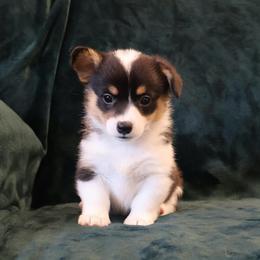 Peck - Black and tan female Pembroke Welsh Corgi puppy in Arcanum, Ohio from Weissway Corgis