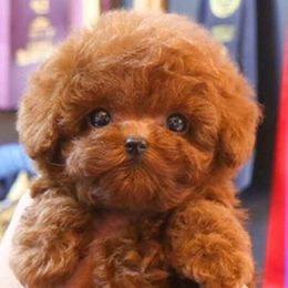 Chief - Poodle