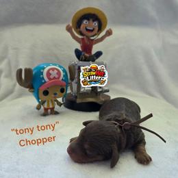 Chopper - Chocolate and tan male Dachshund puppy in Las Piedras from New Empire Kennels