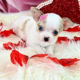 Stevie - Fawn brindled black female Chihuahua puppy in Anderson, South Carolina from Lil Treasures Chihuahuas