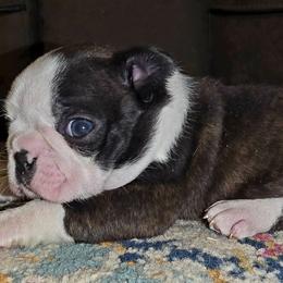 Boy 2 - Black brindle and white male Boston Terrier puppy in Harrodsburg, Kentucky from Joey's Boston Terriers