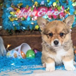 Pembroke Welsh Corgi Puppies from Rose Water Corgis