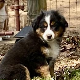 Tootsie roll - Black tri female Miniature American Shepherd puppy in Harmony, North Carolina from Carolina Pride Miniature American Shepherds