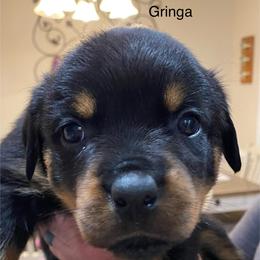 Rottweiler Puppies from CenturionOne LLC