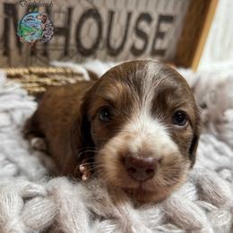 Golden Tempo (Goldie) - Brindle female Dachshund puppy in Fayetteville, West Virginia from Loop Creek Dachshunds