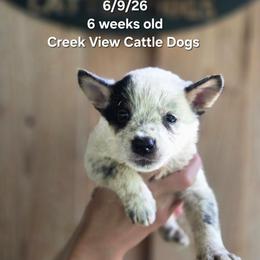 Boy 1 - Blue mottled male Australian Cattle Dog puppy in Monroe, North Carolina from Creek View Cattle Dogs