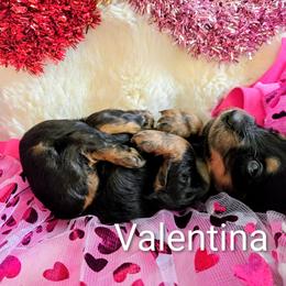Dachshund Puppies from SchmooterBabies