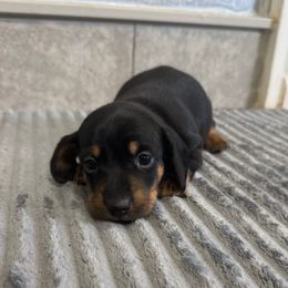 Gomez - Black and tan male Dachshund puppy in Live Oak, Florida from Johnson’s Weiner Farm