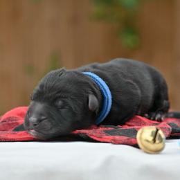 Blue Boy - Black male German Shepherd puppy in Nacogdoches, Texas from Vom Hausgladfel