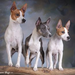 Rat Terriers from Battle Born Terriers