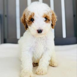 Moose - Parti male Goldendoodle puppy in Auburn, Indiana from Martin’s Doodles