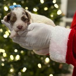 Honey Pot - Parti female Goldendoodle puppy in Camden, North Carolina from Oopsie Doodles of NC