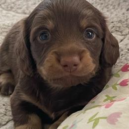 Lil Bobby - Chocolate and cream male Dachshund puppy in Jackson, Tennessee from Cashmere Crown Mini Dachshunds