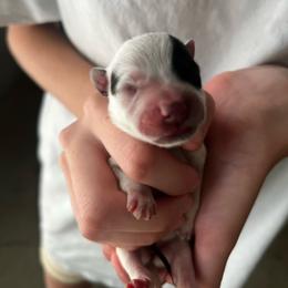 Girl 1 - Blue female Australian Cattle Dog puppy in Irvington, Kentucky from Dry Valley’s Australian Cattle Dogs