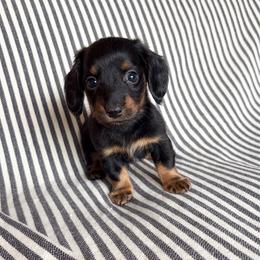 Black and tan boy - Black and tan male Dachshund puppy in Elkhart, Indiana from Hart City Dachshunds