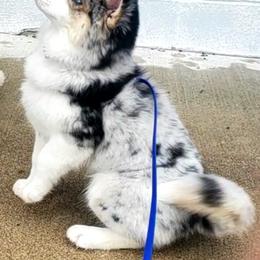 Pomsky Puppies from Rosehill Pomskies