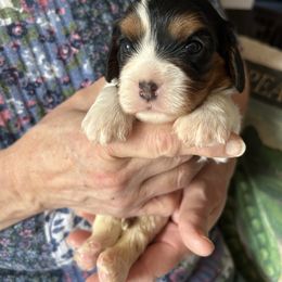 Luna - Tri-color female Cavalier King Charles Spaniel puppy in Burke, New York from Patti’s Puppies
