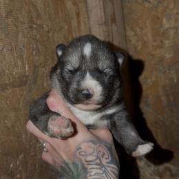 Girl 1 - Agouti and white female Siberian Husky puppy in Iron River, Wisconsin from Wiemeri Siberians