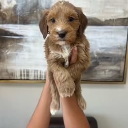 Yellow Girl - Red  female Goldendoodle puppy in Richmond, Kentucky from The Doting Doodle